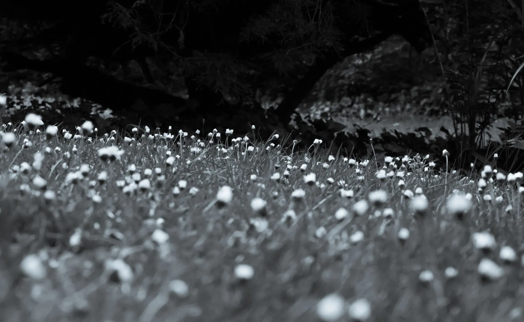 Black and white wildflowers